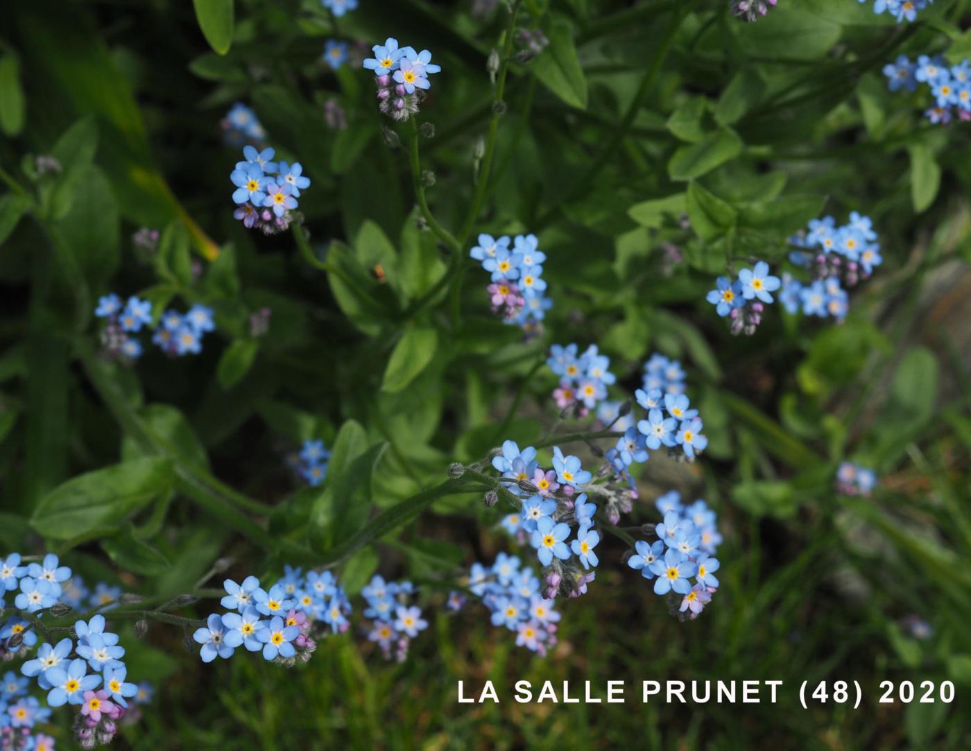 Forget-me-not, Wood plant